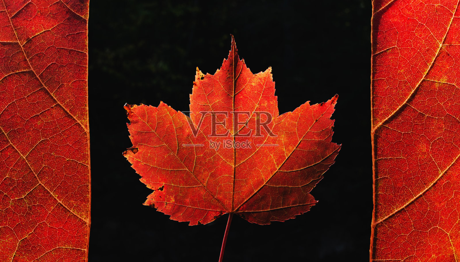 加拿大枫叶旗照片摄影图片