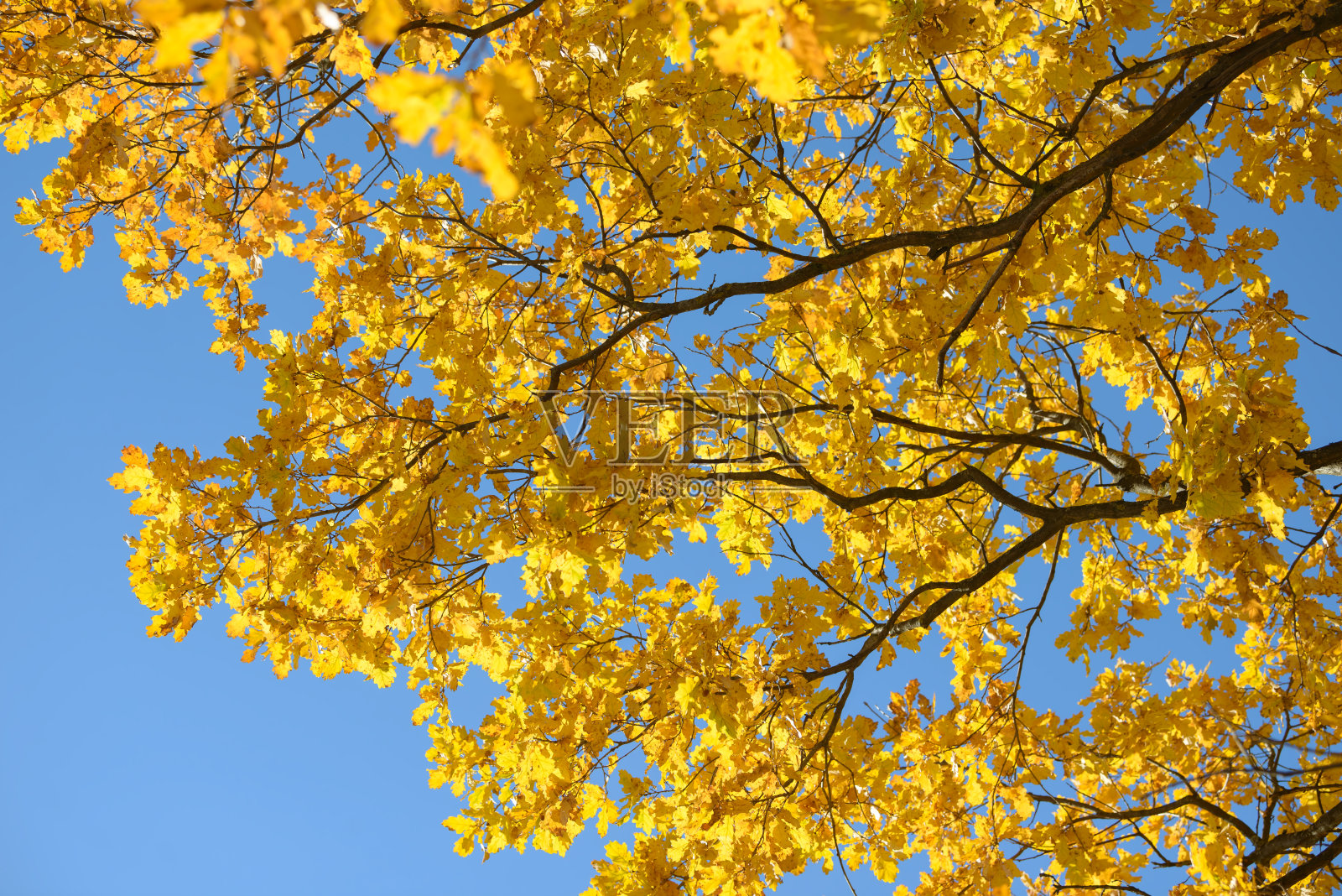 美丽多彩的树叶在秋天的森林。秋天的叶子有红色、橙色、黄色、绿色和棕色。橡树枝叶。季节性的背景。照片摄影图片