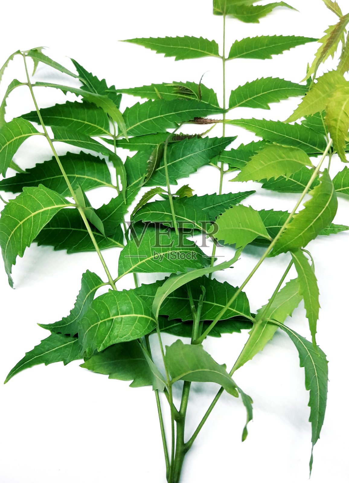 Azadirachta indica,印楝叶照片摄影图片