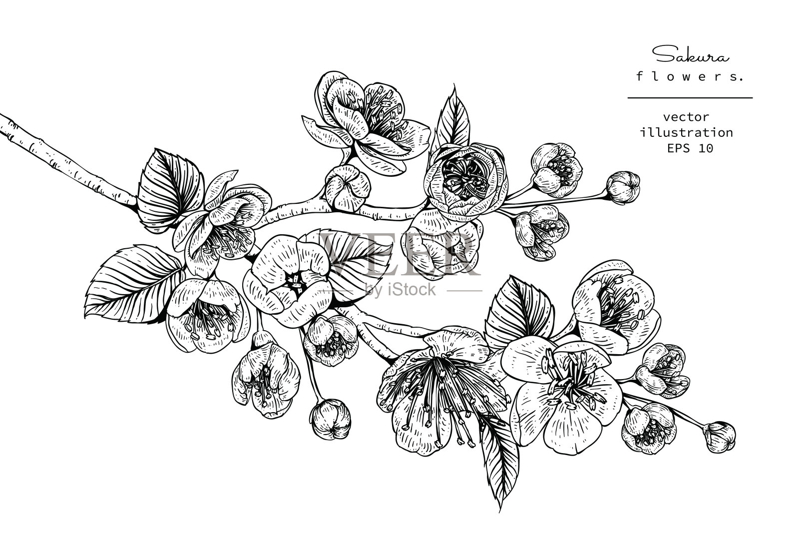 樱花,樱花插画图片素材