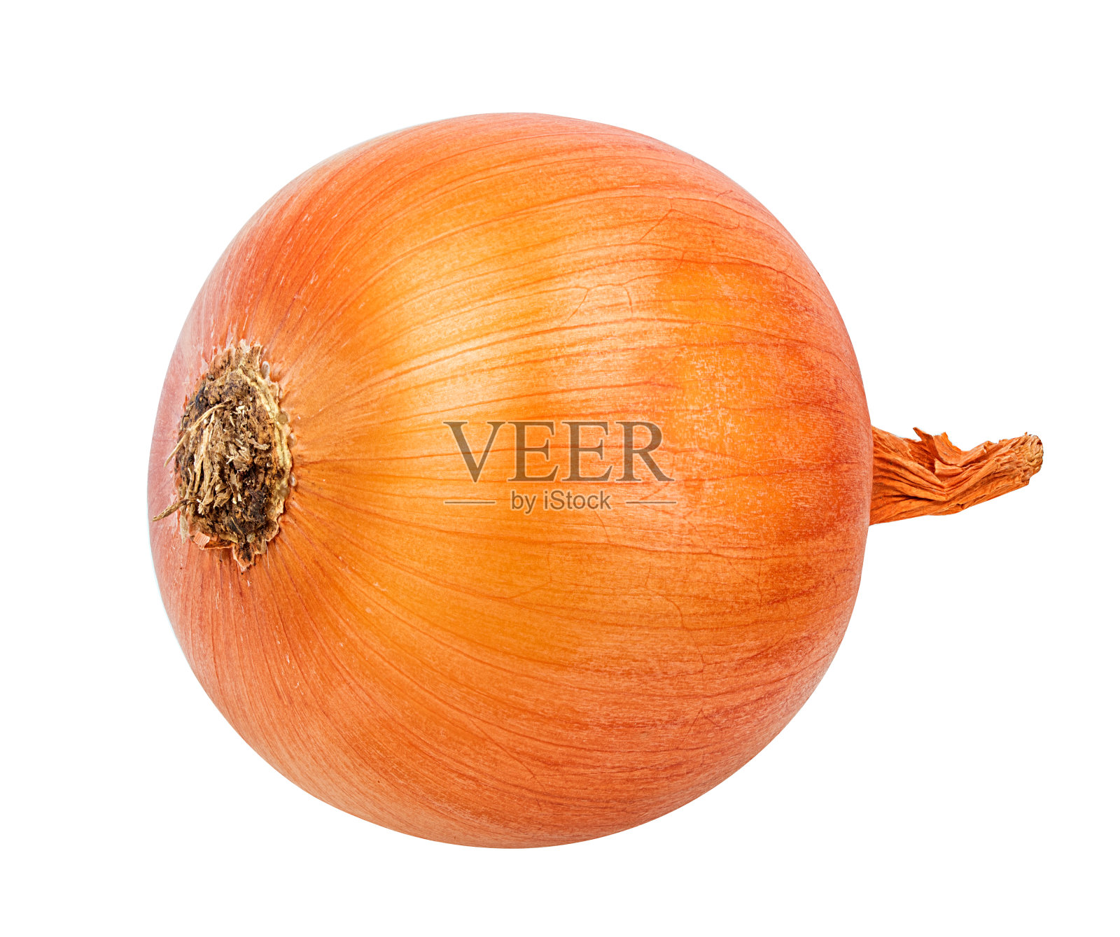 洋葱孤立在白色照片摄影图片