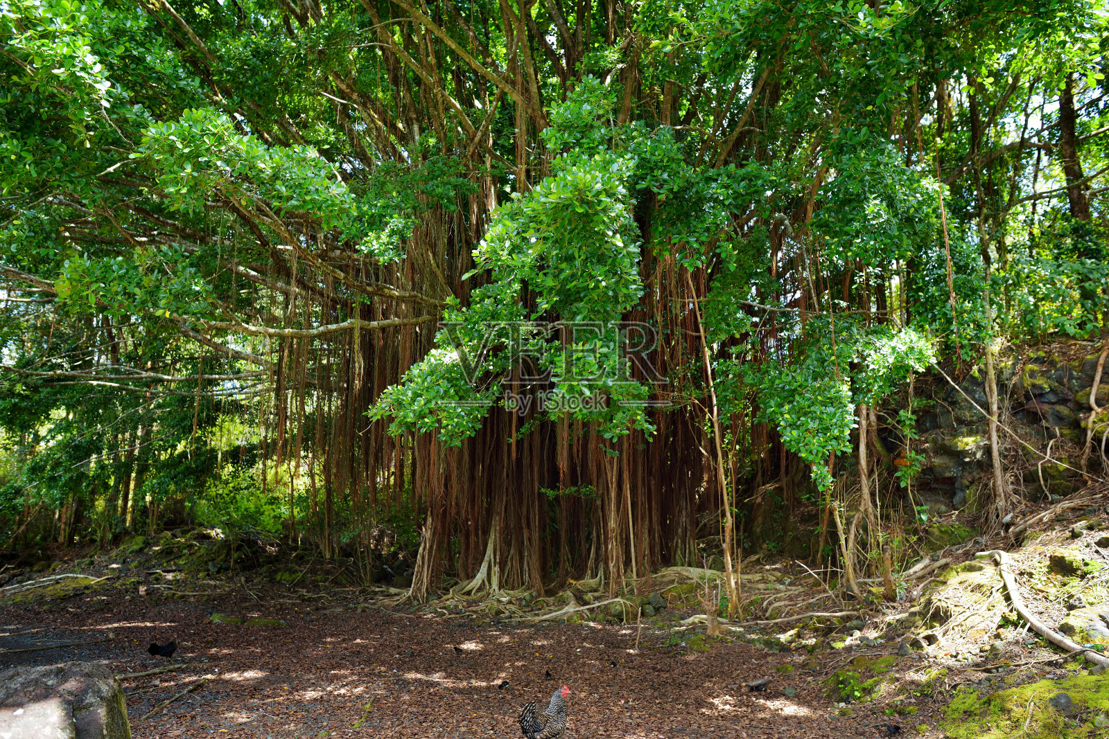 夏威夷大岛上一棵巨大榕树的树枝和悬挂的根照片摄影图片