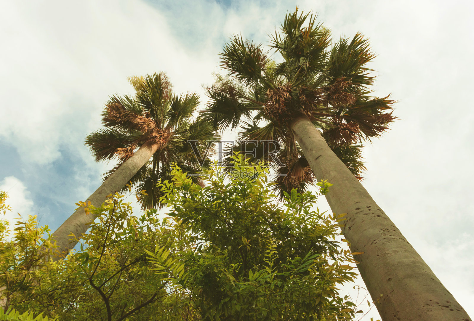 从下面看椰子树。瓦伦西亚植物园。椰子照片摄影图片