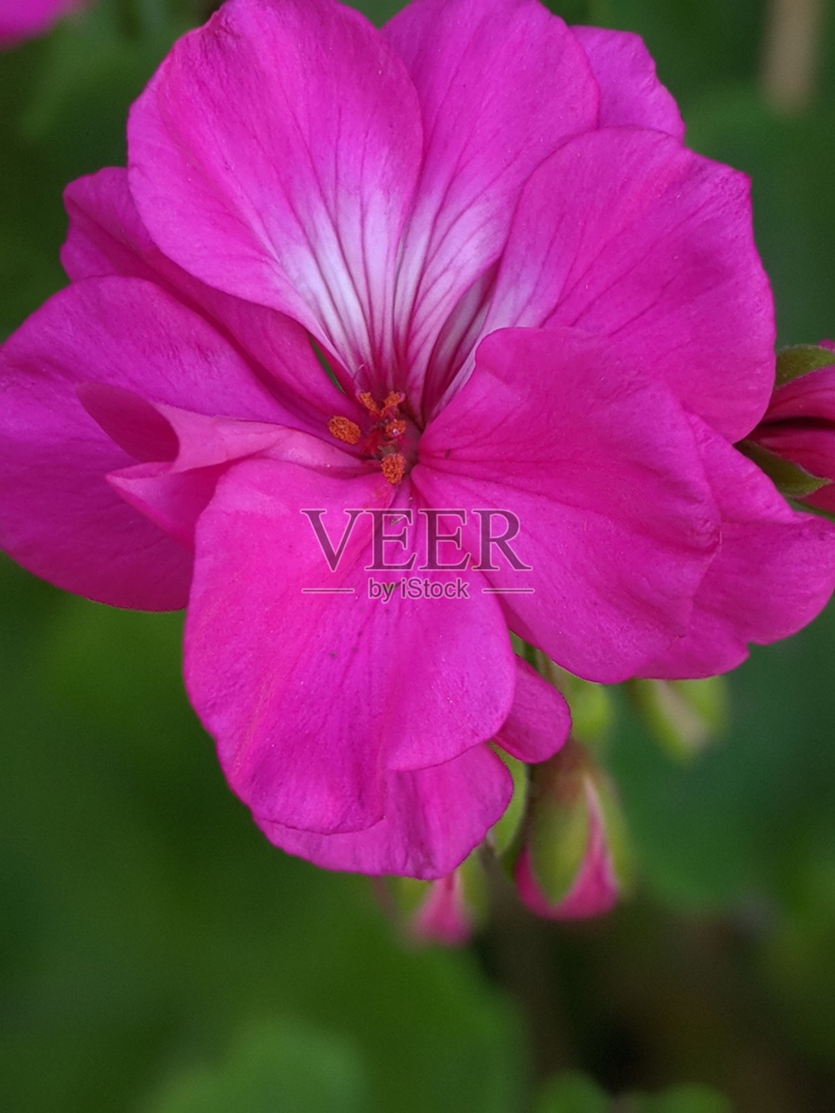 花园照片摄影图片