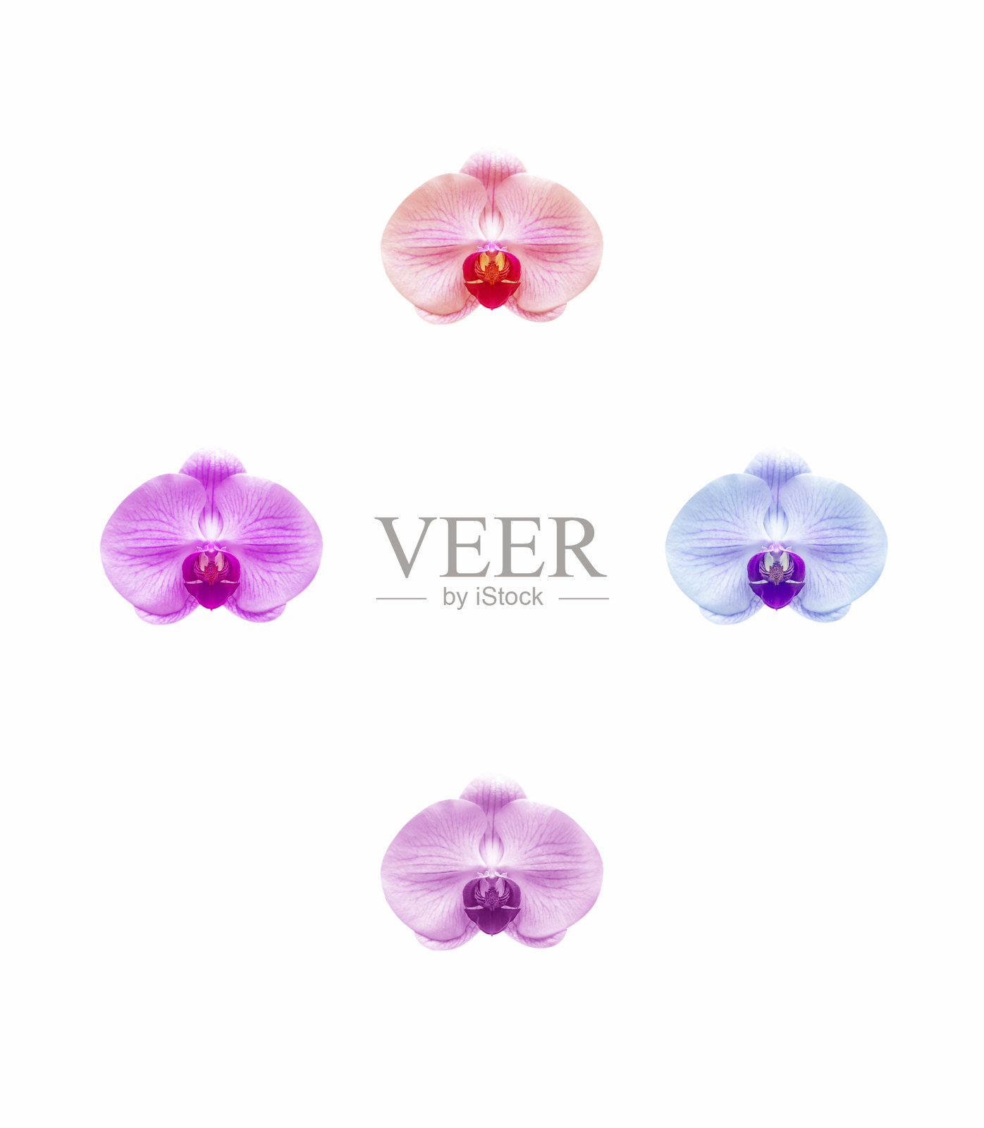 兰花照片摄影图片