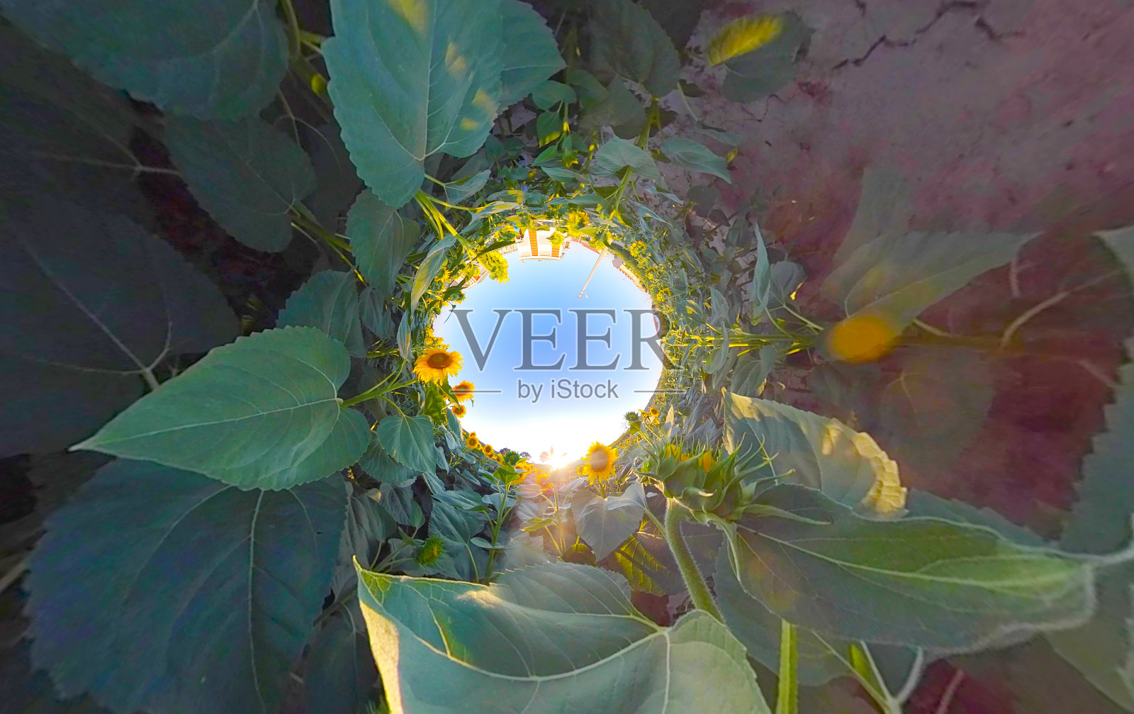 向日葵田照片摄影图片