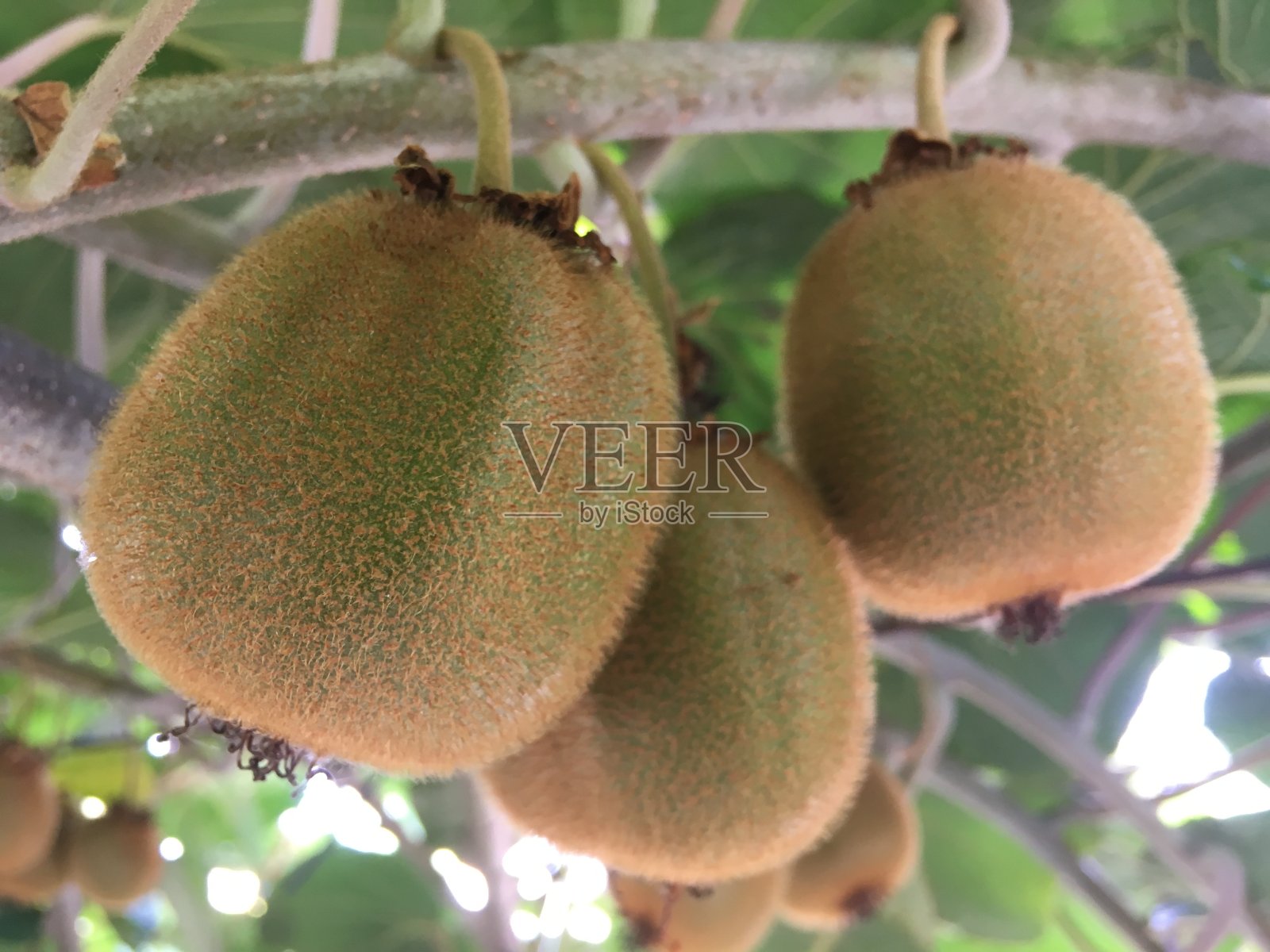 关闭了猕猴桃照片摄影图片