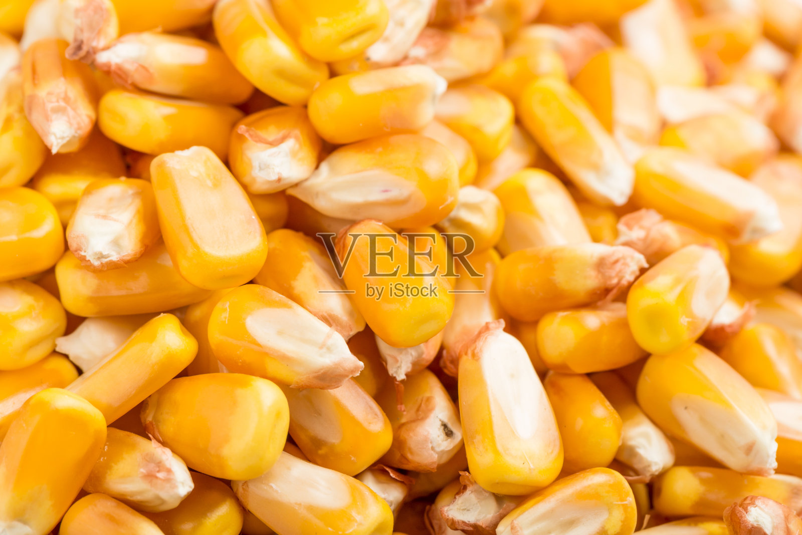 玉米秋收照片摄影图片