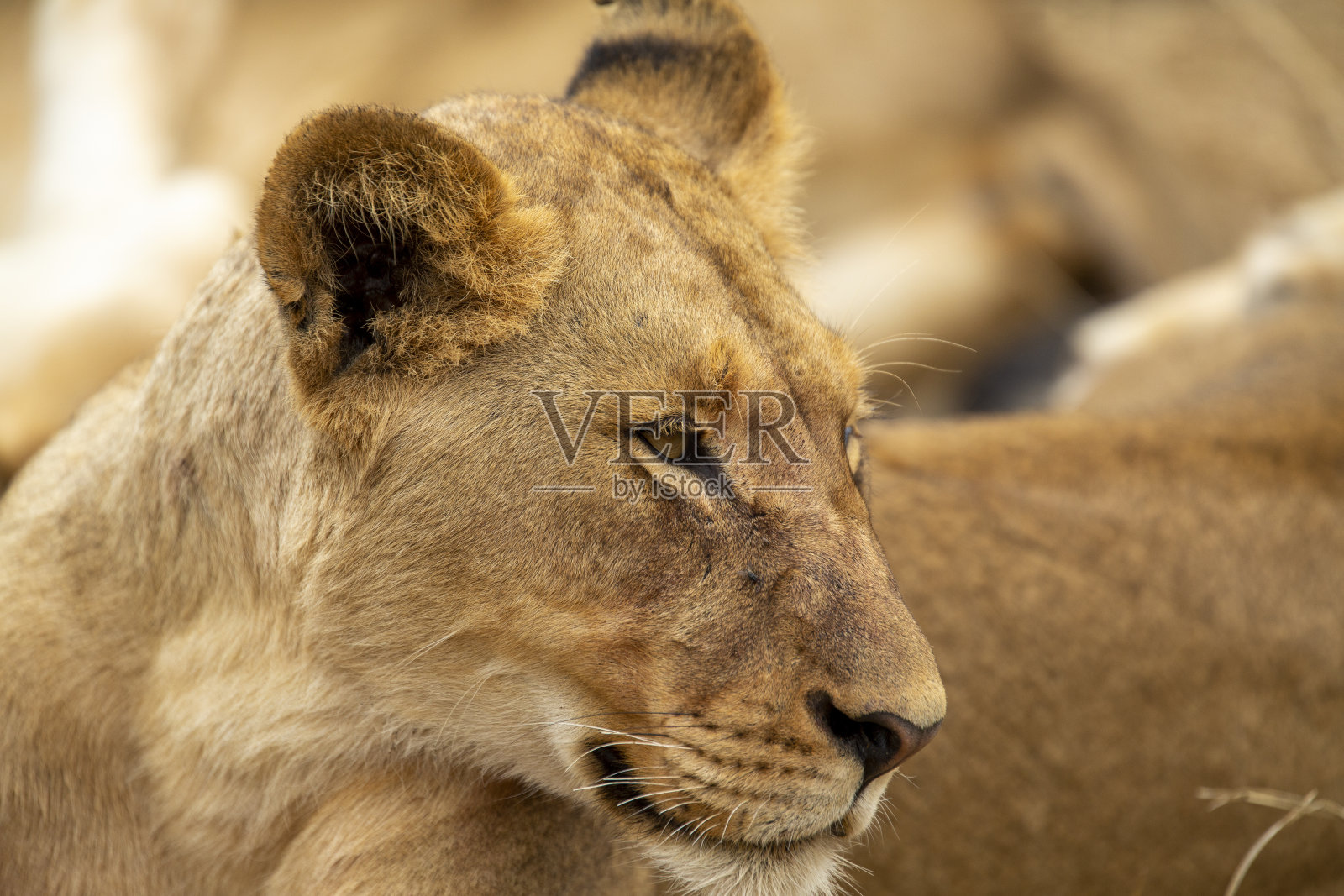 休息的狮群照片摄影图片