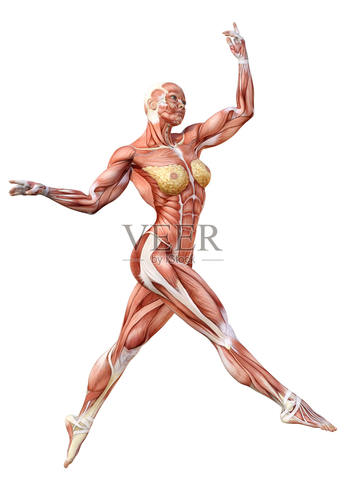 3D插图女性数字与肌肉地图上的白色照片摄影图片