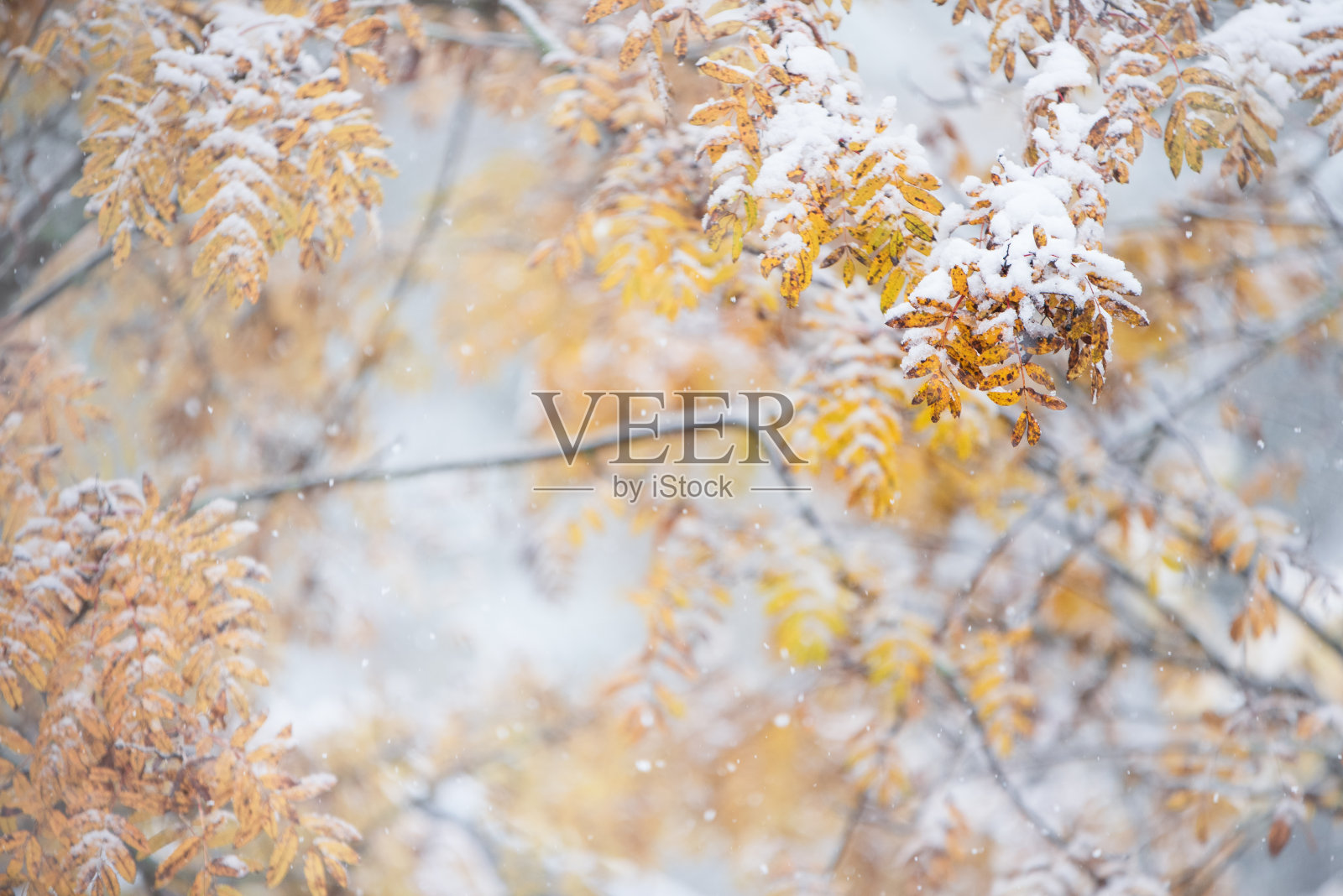 在深秋，花梨树的树枝和黄叶上覆盖着新鲜的雪照片摄影图片