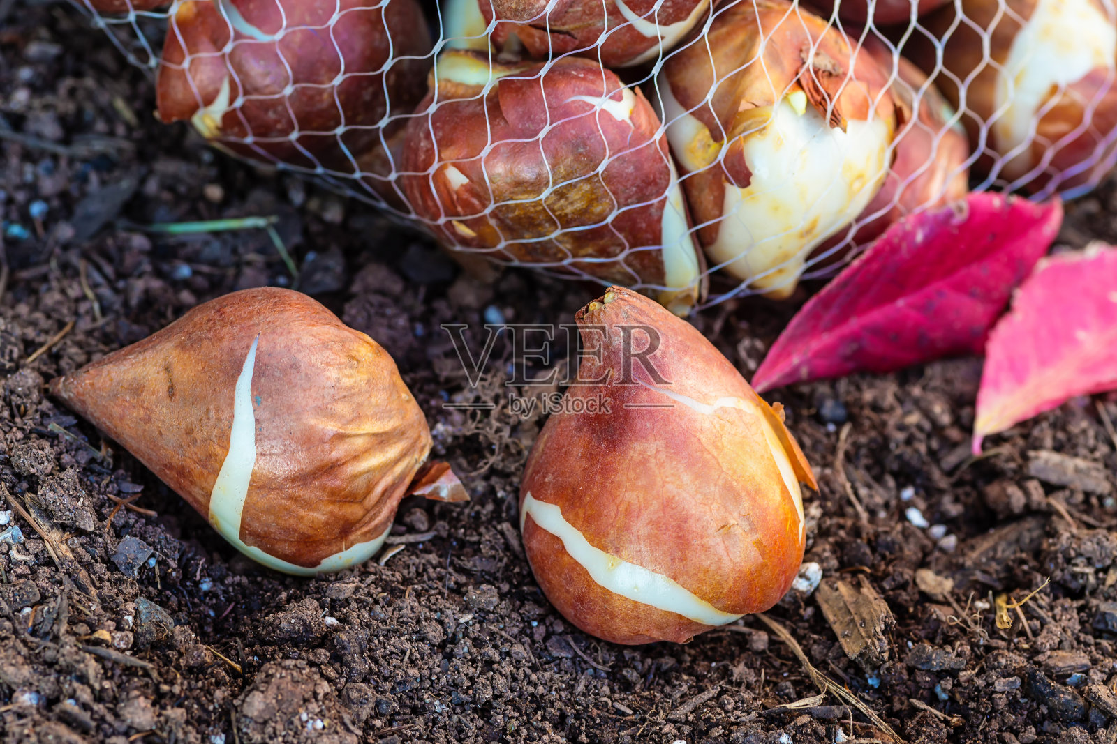 郁金香球茎照片摄影图片