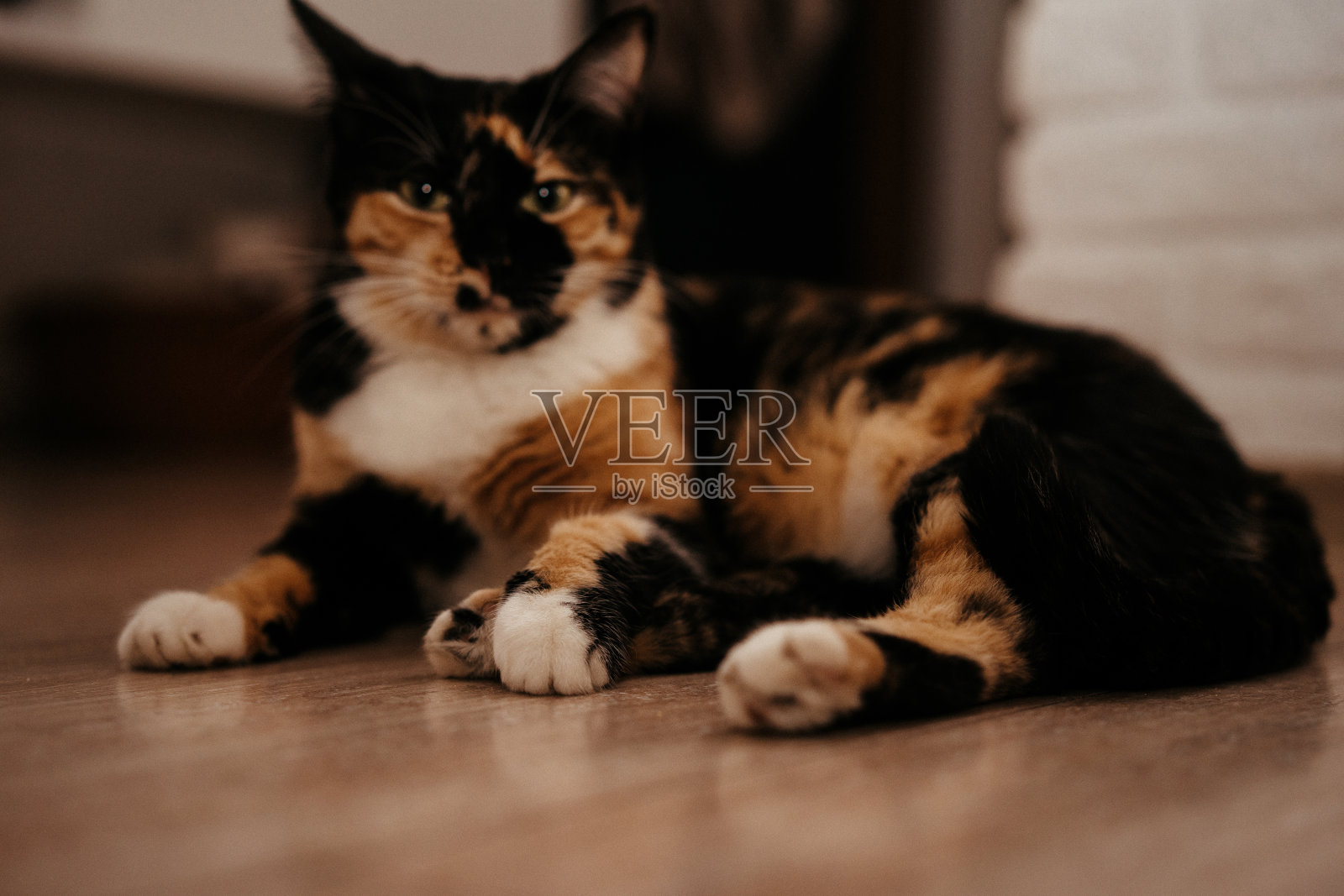 家养三当家猫的肖像照片摄影图片