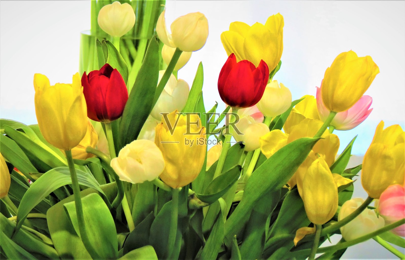 美丽多彩的郁金香与树叶在白色的背景。照片摄影图片