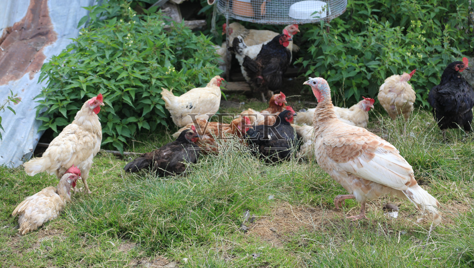 农场里有许多鸡和家禽照片摄影图片