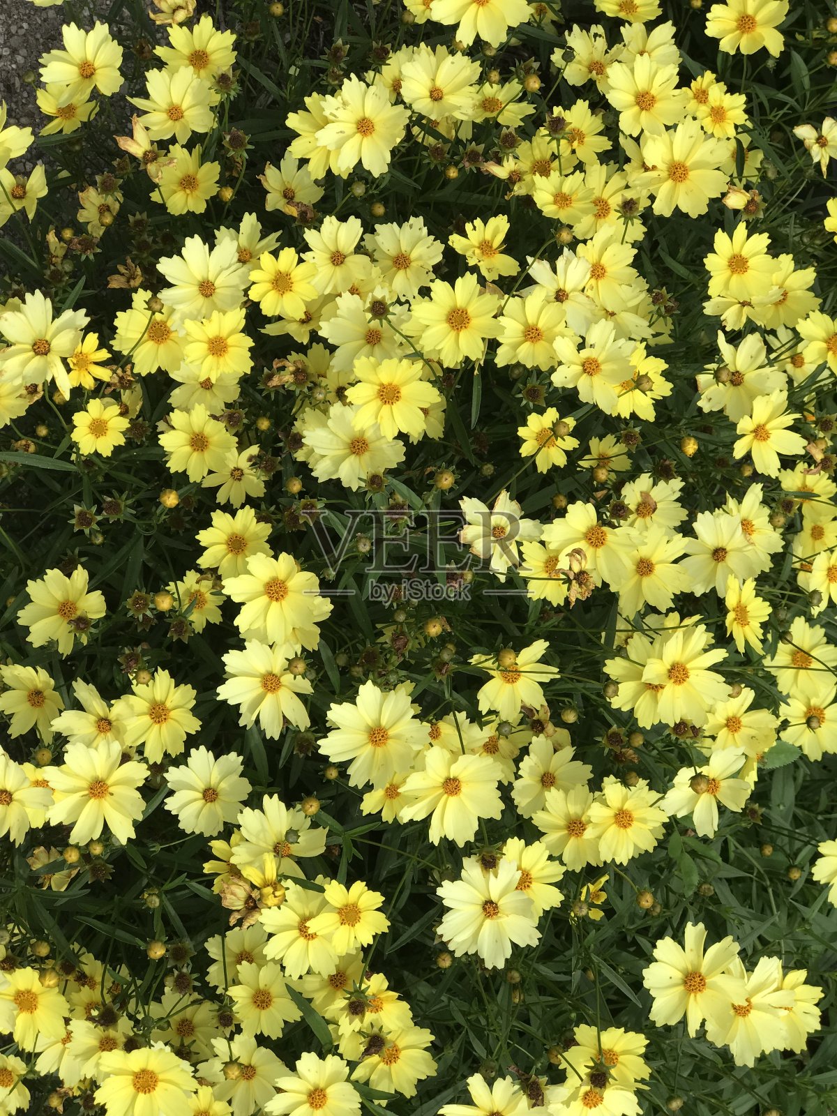 黄花伸向太阳照片摄影图片