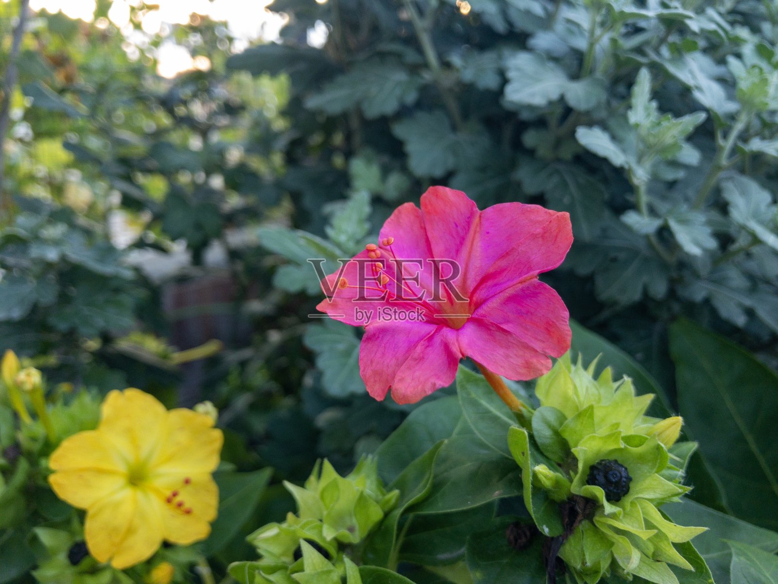 花园里的黄花照片摄影图片