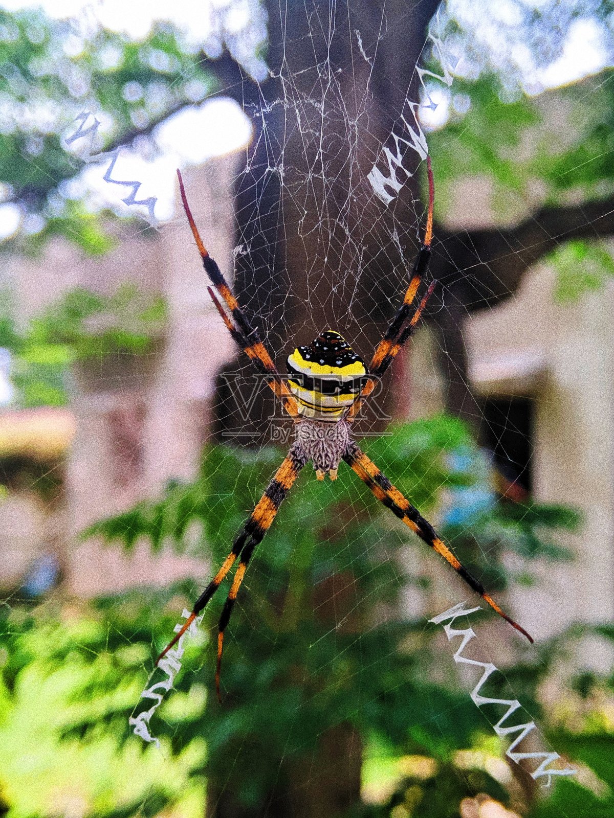 不太友好的邻居蜘蛛照片摄影图片