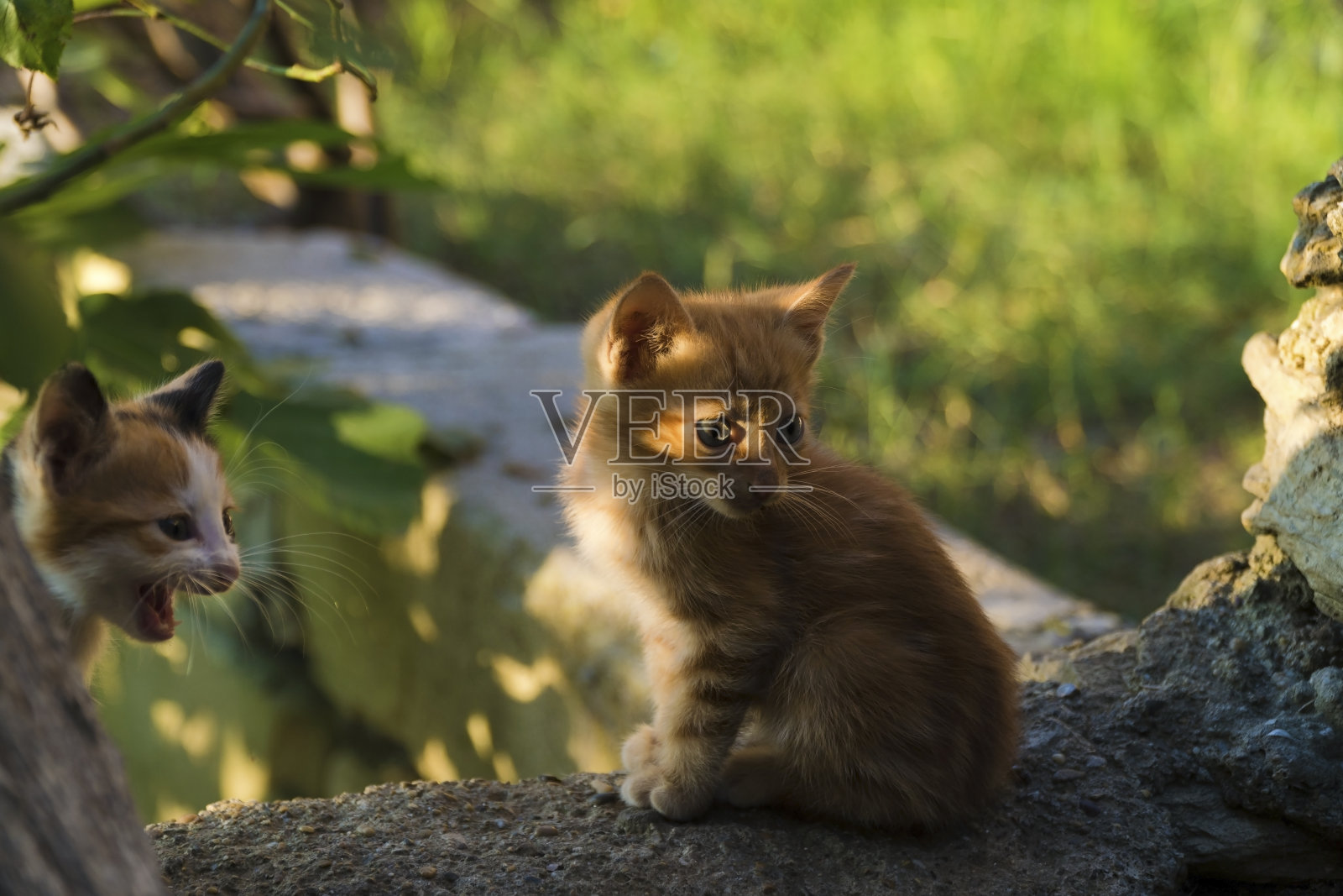 一个月大的小猫在花园里照片摄影图片