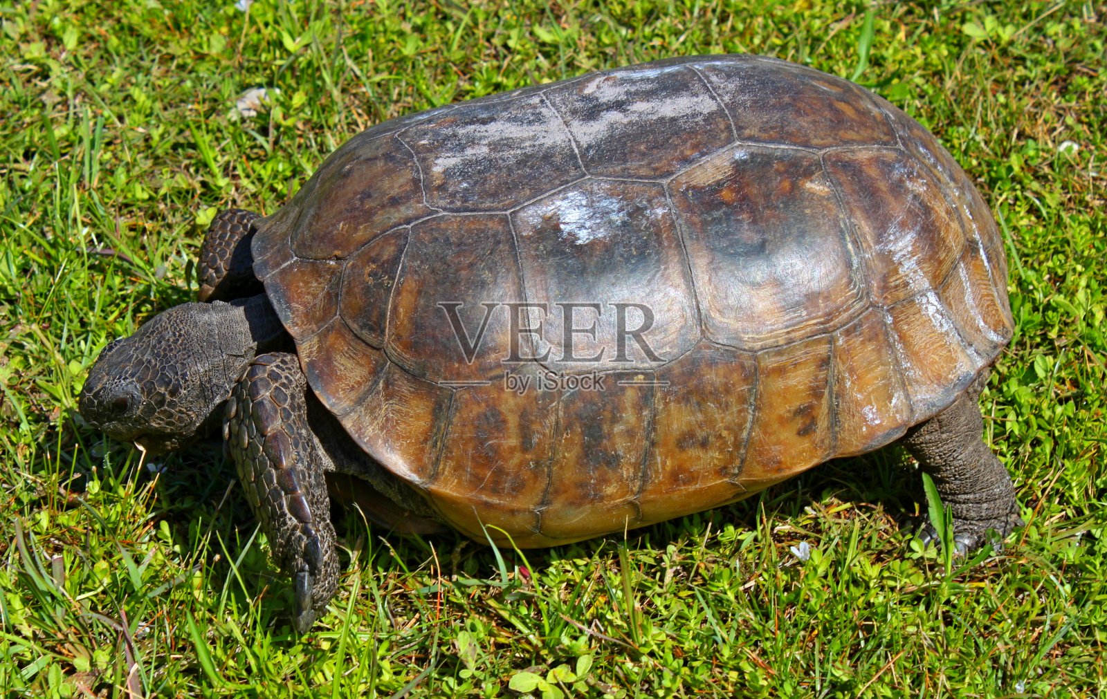 地鼠陆龟。照片摄影图片