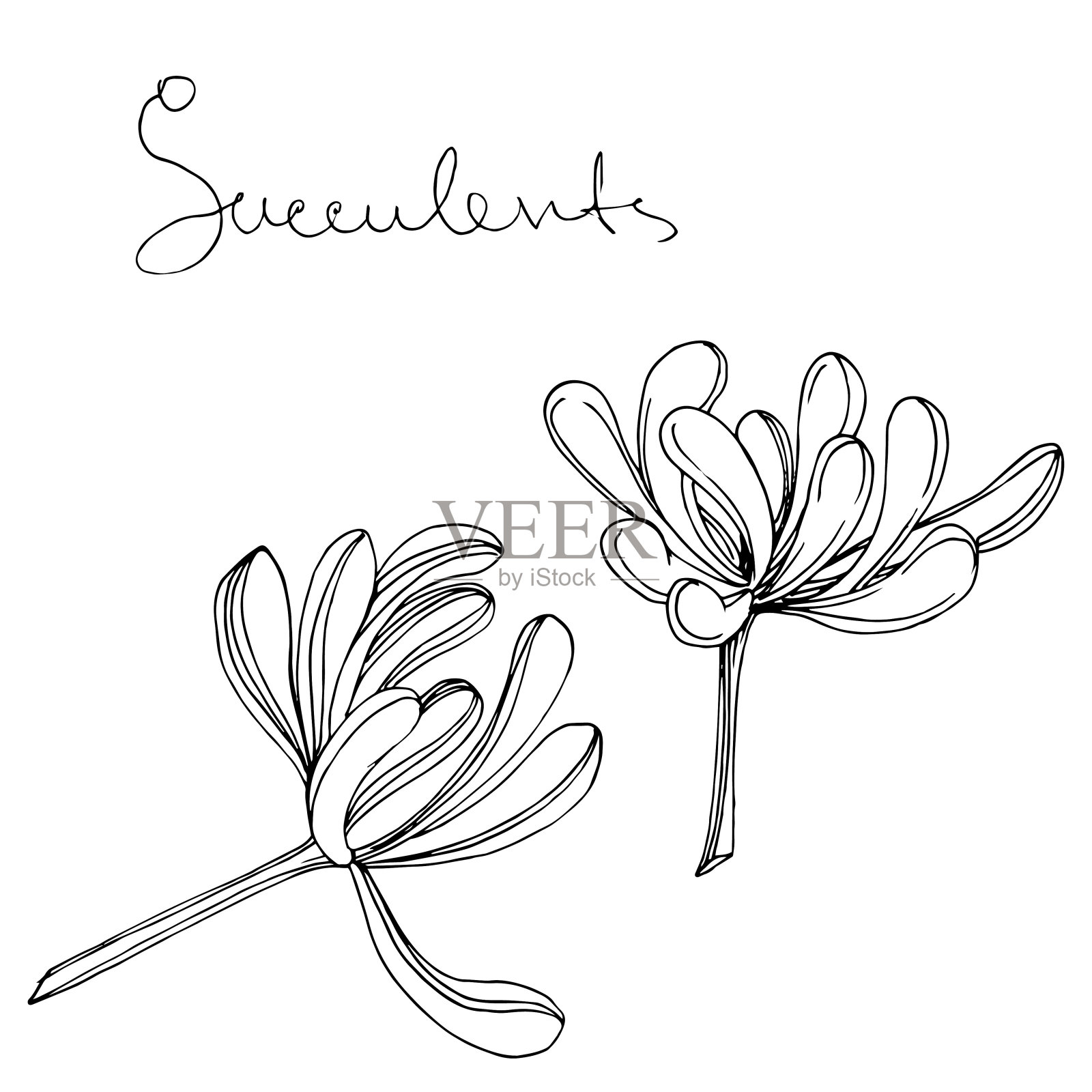 Vector多肉的花植物花。黑白篆刻水墨艺术。孤立肉质插图元素。插画图片素材