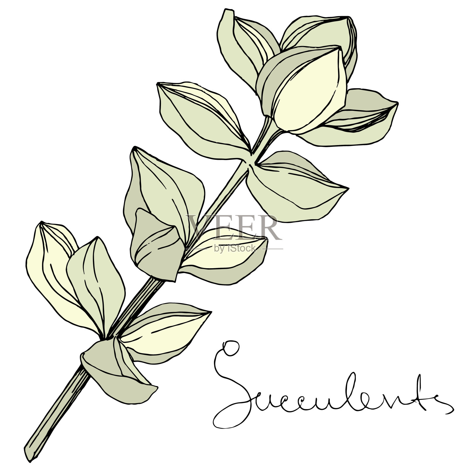 Vector多肉的花植物花。艺术雕刻墨水。孤立肉质插图元素。插画图片素材