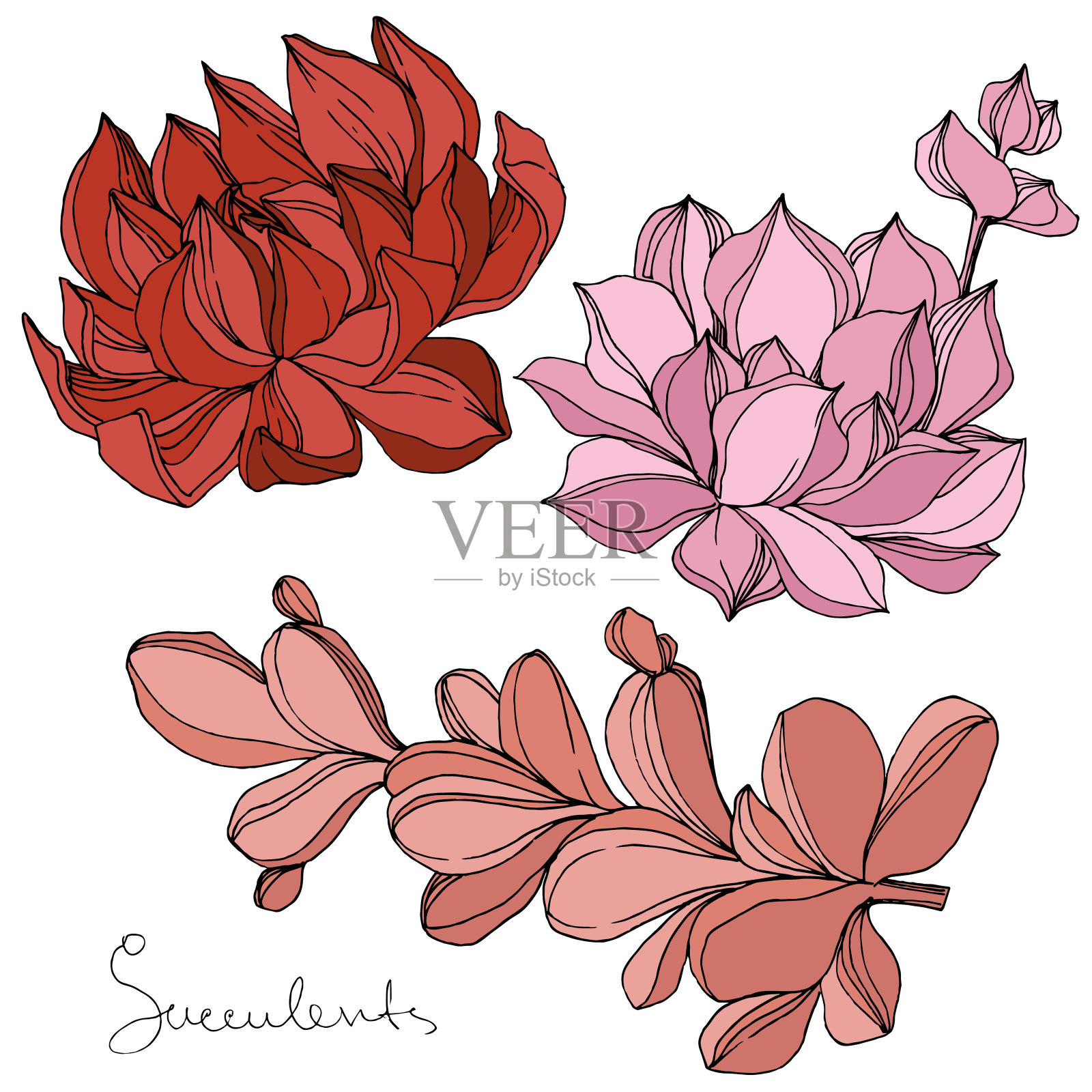 Vector多肉的花植物花。艺术雕刻墨水。孤立肉质插图元素。插画图片素材