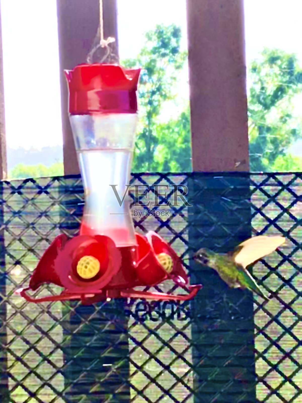 蜂鸟喂食照片摄影图片