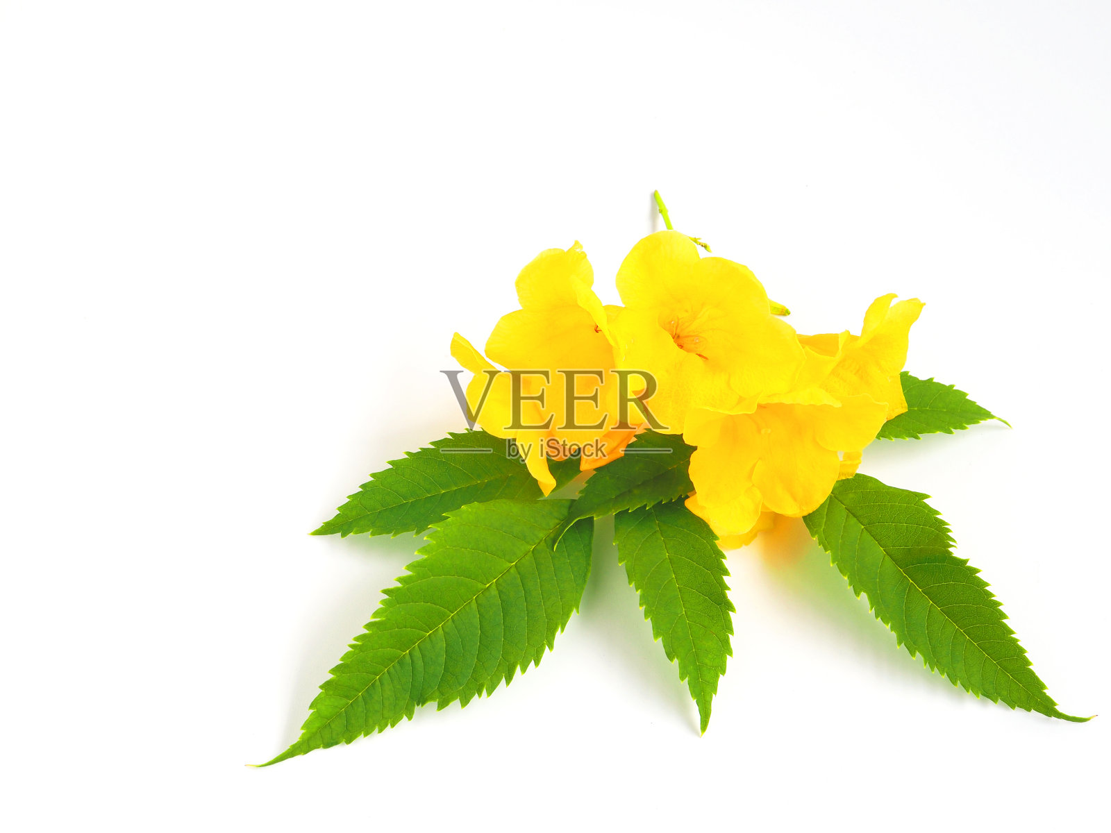 黄花带叶照片摄影图片