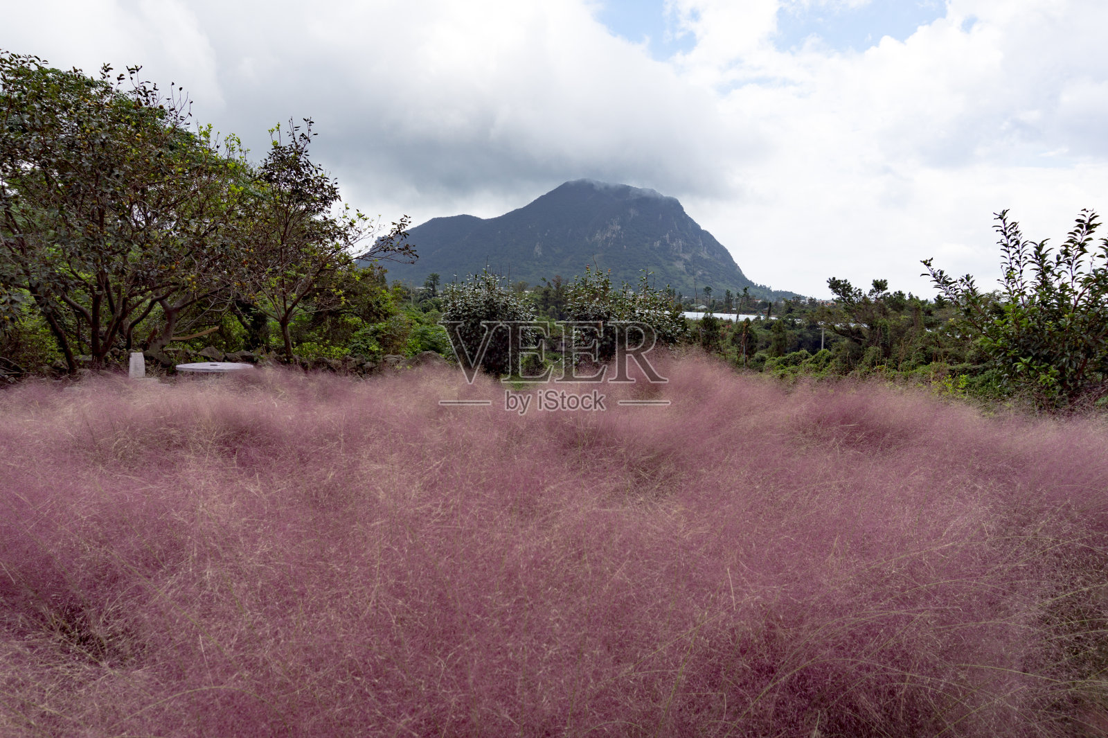 美丽的粉红色多毛风景，大韩民国照片摄影图片