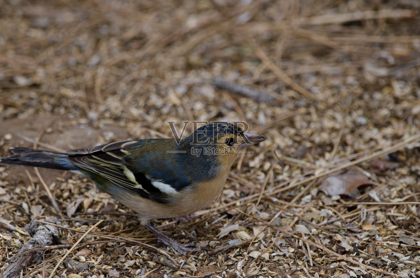 常见的苍头燕雀。照片摄影图片