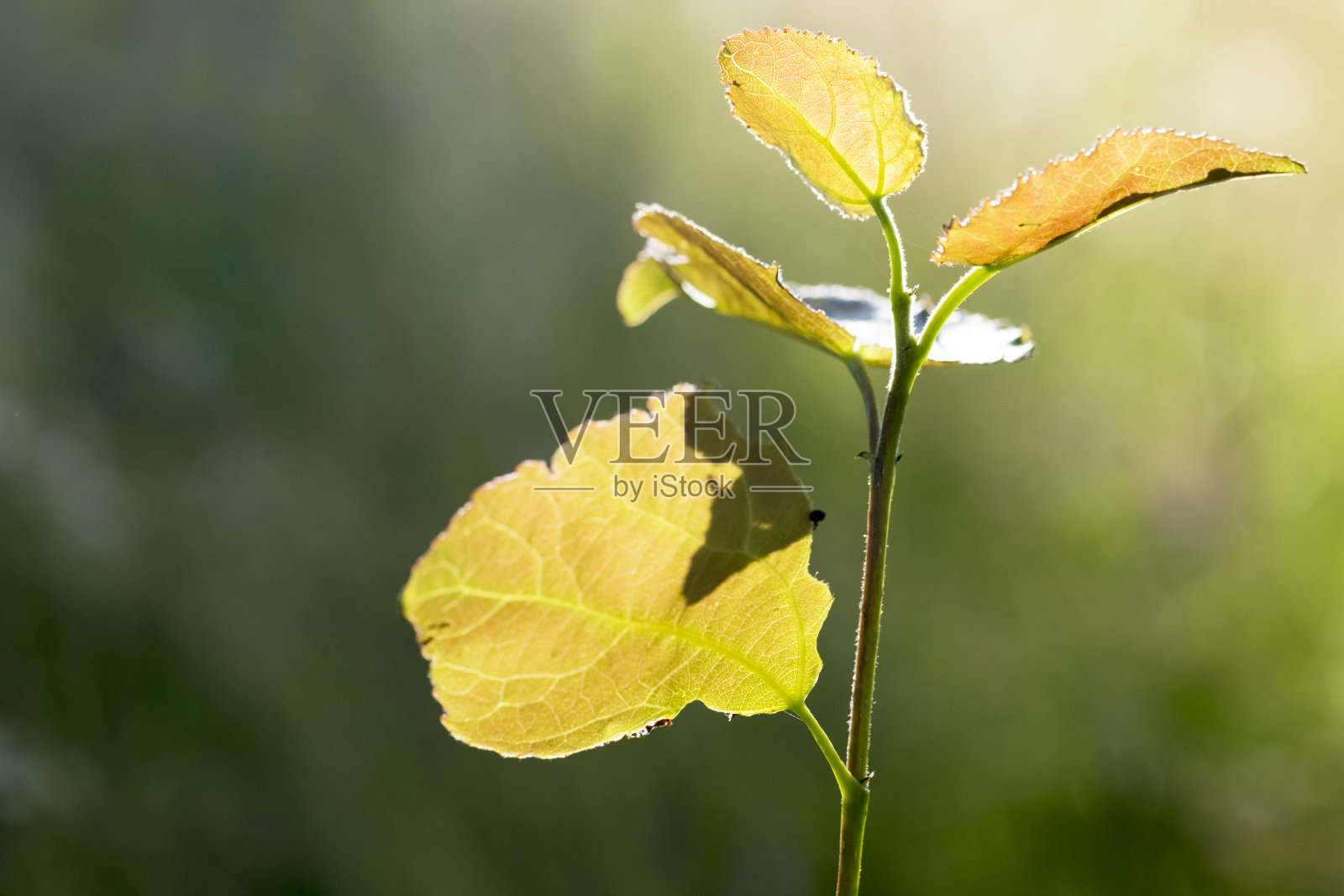 秋天的阳光穿过树叶照片摄影图片