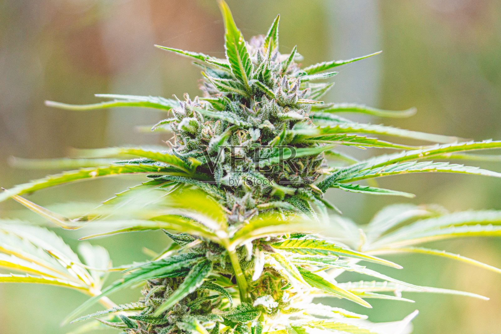 种植大麻照片摄影图片