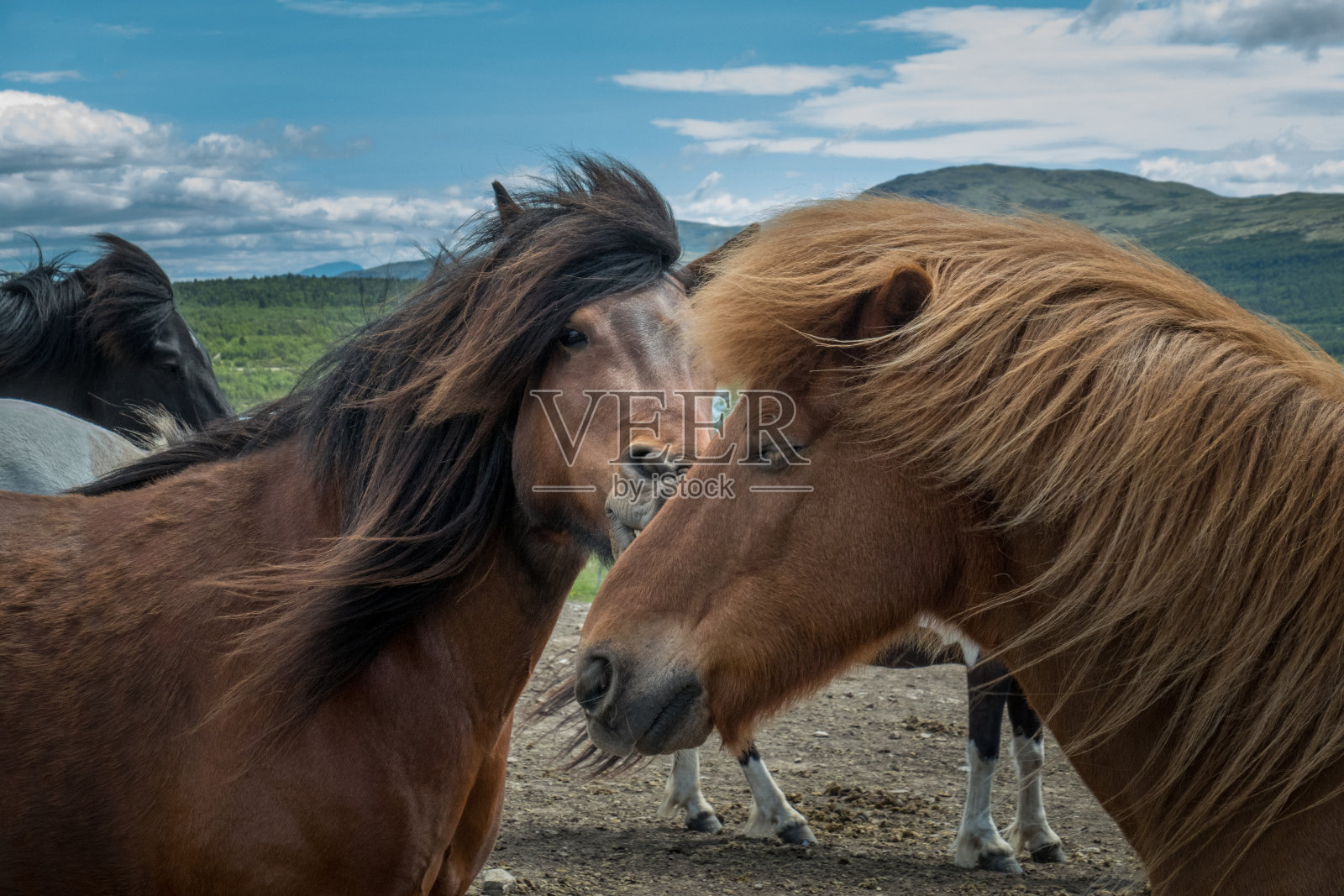 两匹马的头，靠得很近照片摄影图片