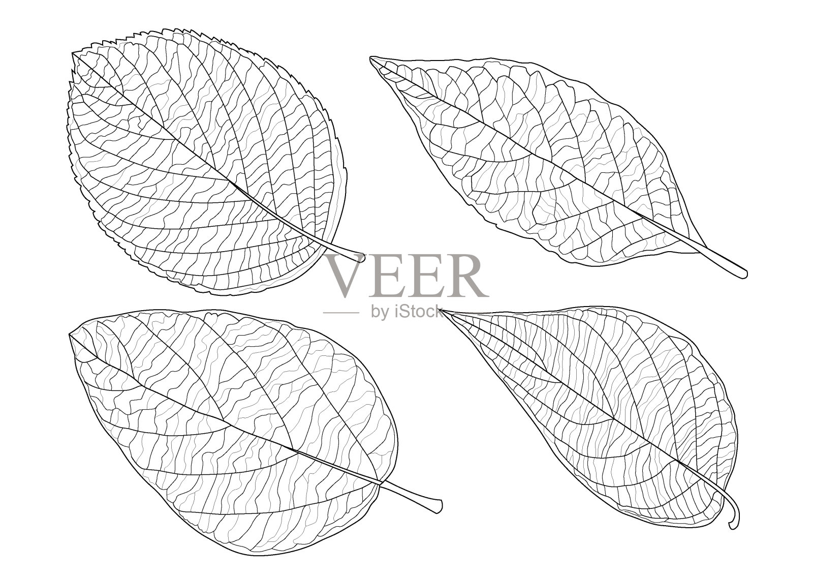 叶线单叶和叶图案黑色带彩色装饰在白色背景上的插图矢量插画图片素材