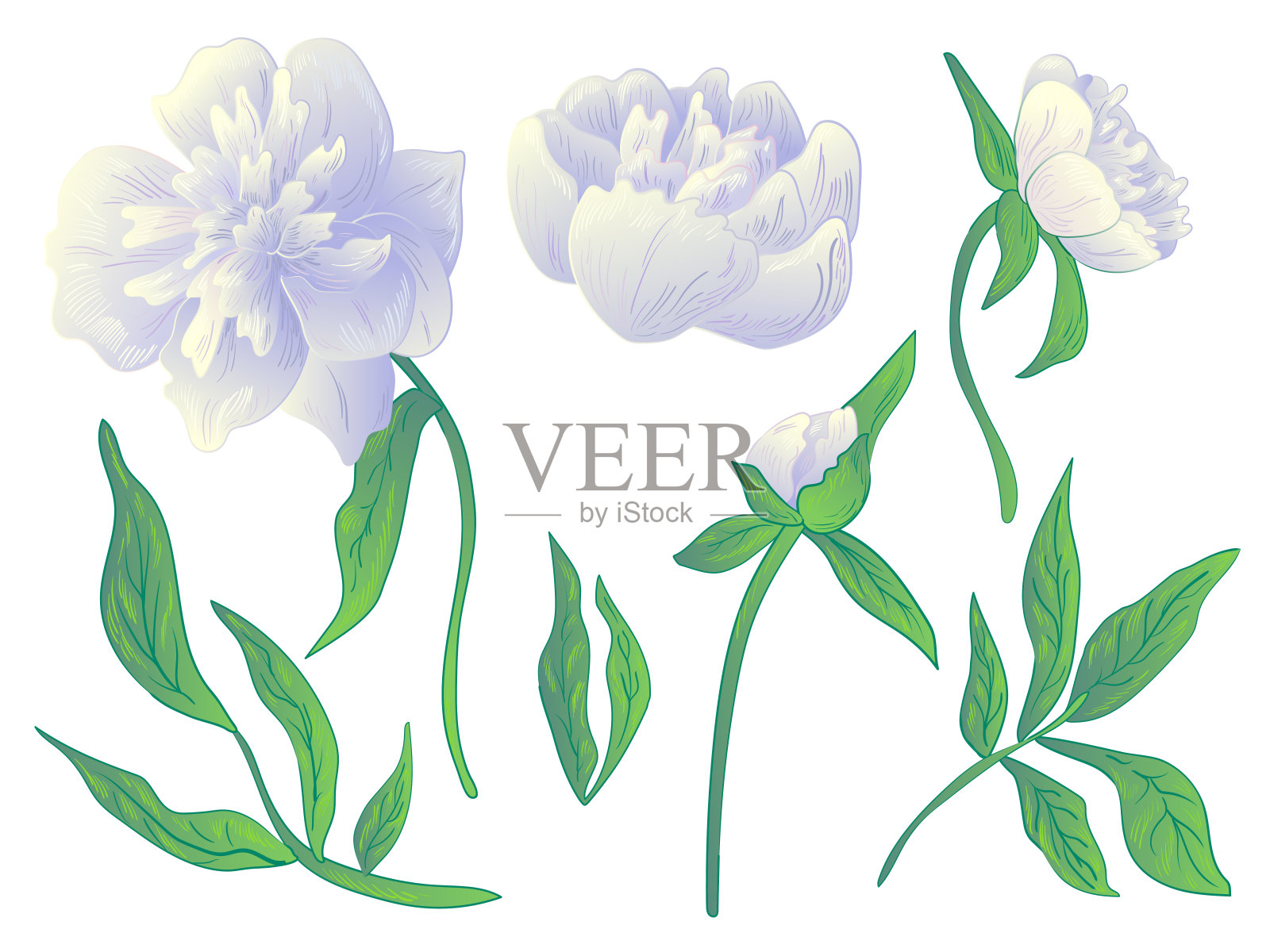 矢白花牡丹植物花。黑白篆刻水墨艺术。孤立牡丹插图元素。插画图片素材