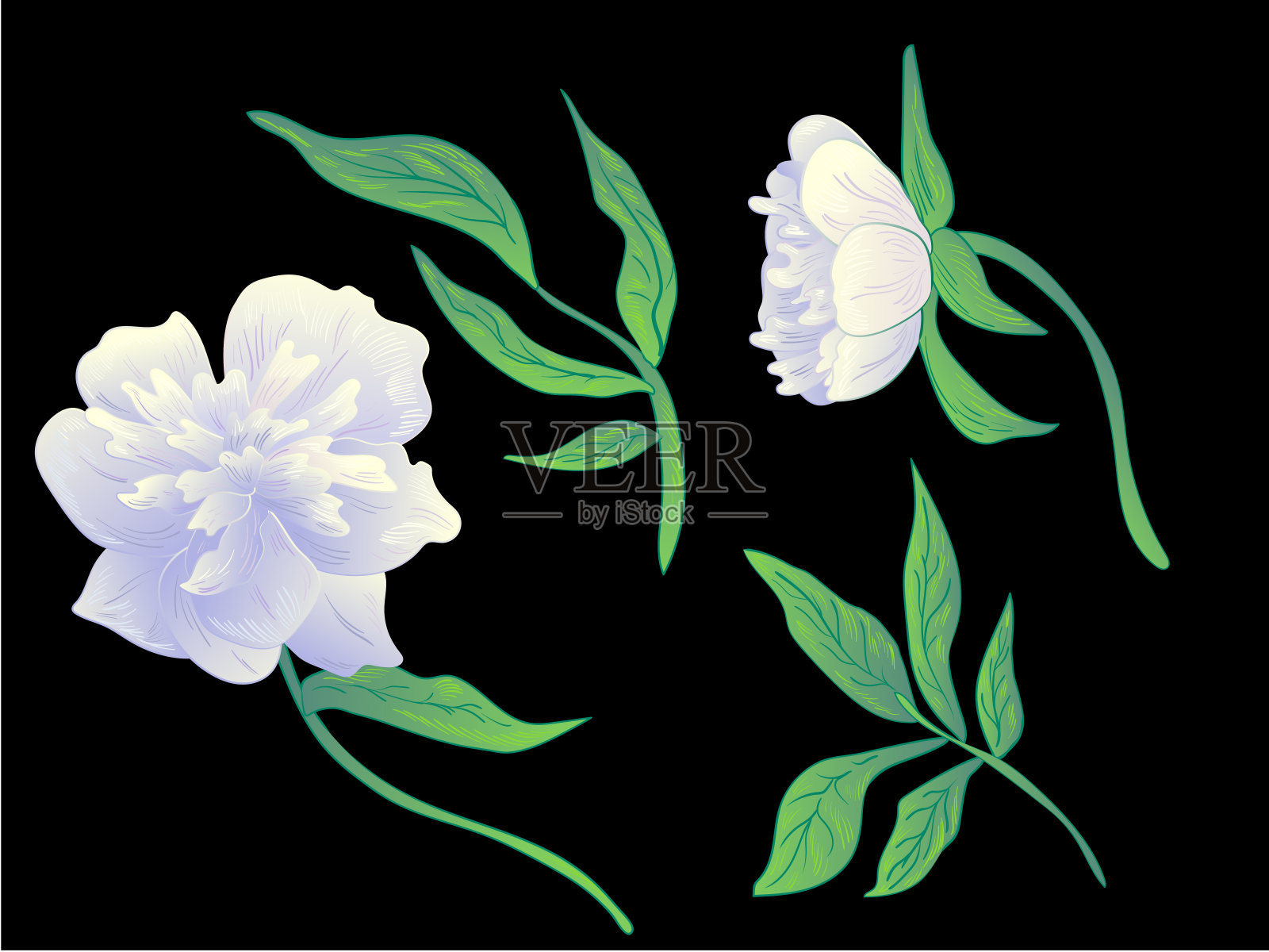 矢白花牡丹植物花。黑白篆刻水墨艺术。孤立牡丹插图元素。插画图片素材