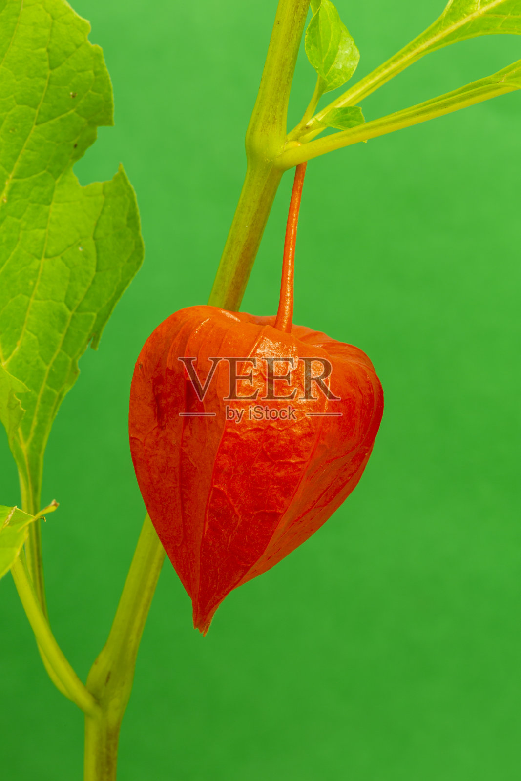 灯笼花照片摄影图片