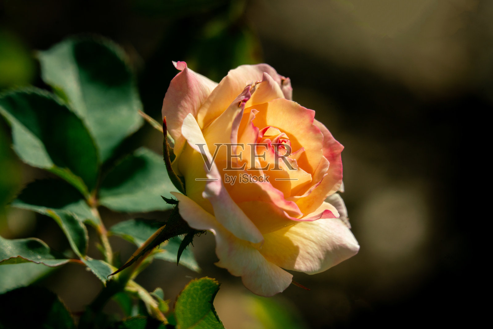 美丽的阳光近距离的一个黄色银河花玫瑰盛开照片摄影图片