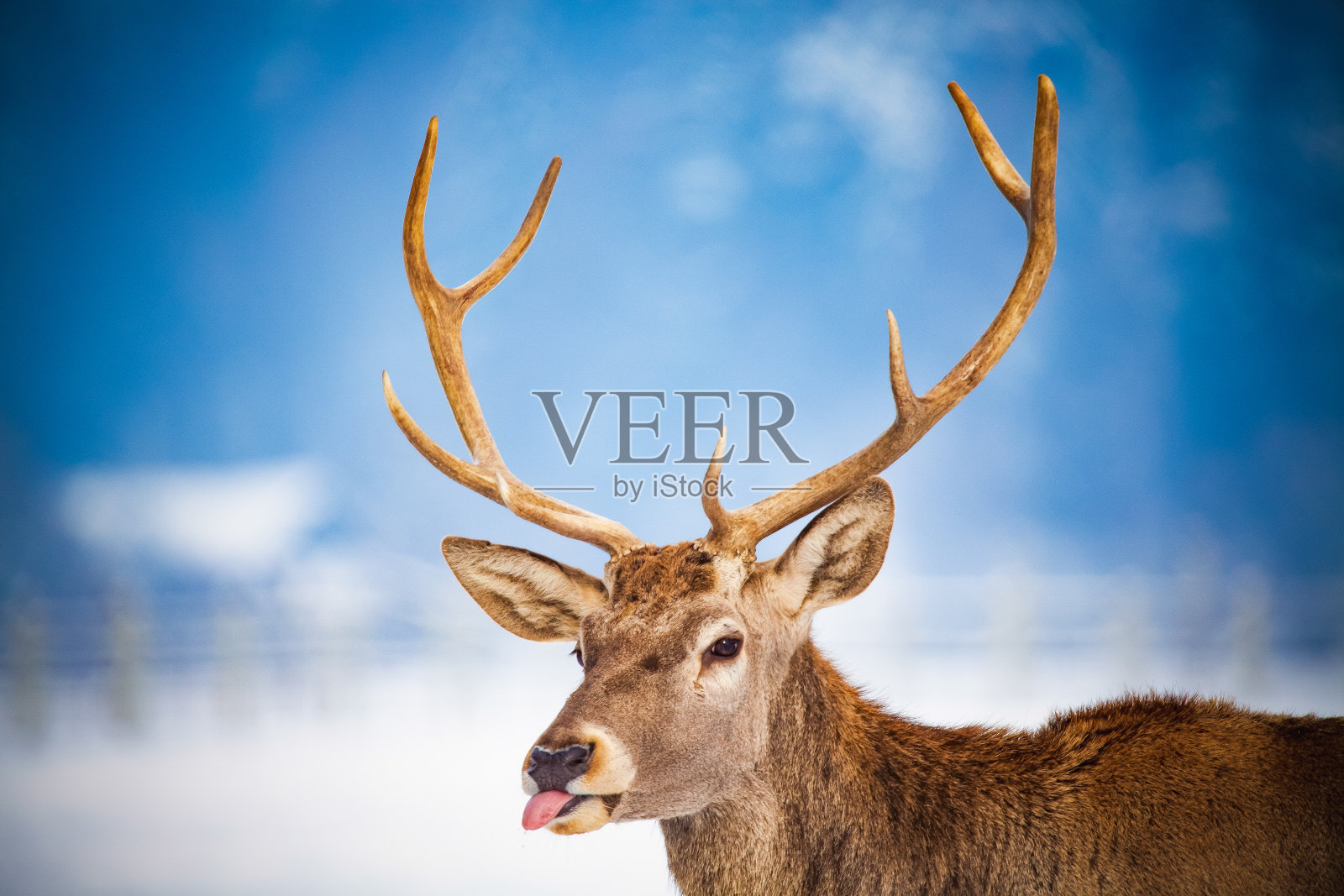 高贵的鹿在冬天公雪照片摄影图片