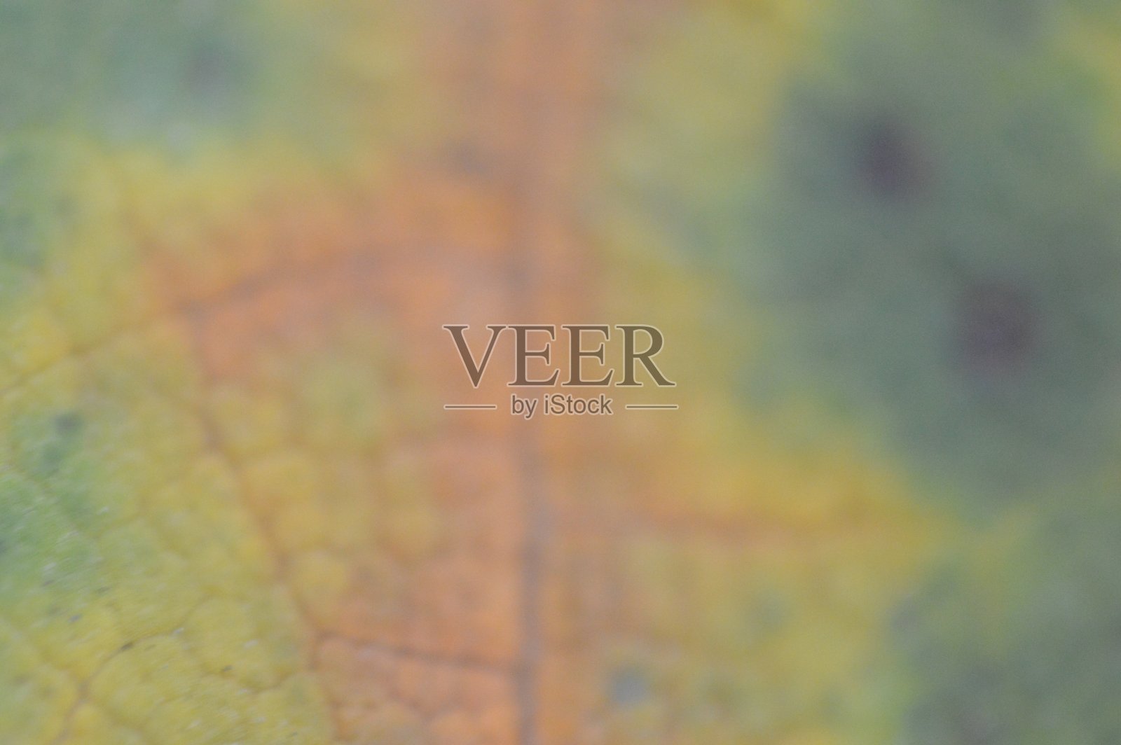 不同颜色的秋叶纹理特写照片摄影图片