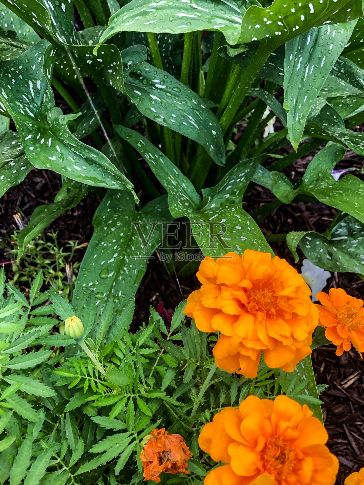 五颜六色的桔黄色花和绿色的叶子照片摄影图片