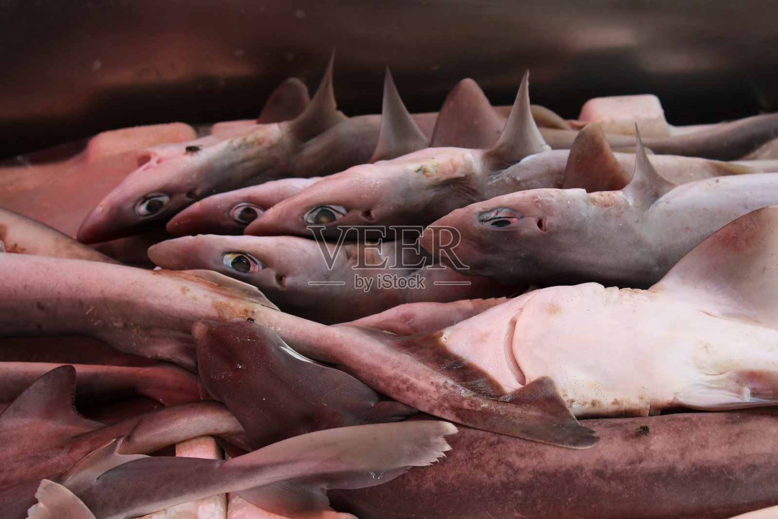 卡塔尼亚鱼市的小鲨鱼照片摄影图片