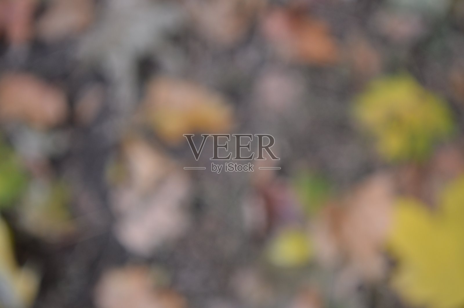 不同颜色的秋叶纹理特写照片摄影图片