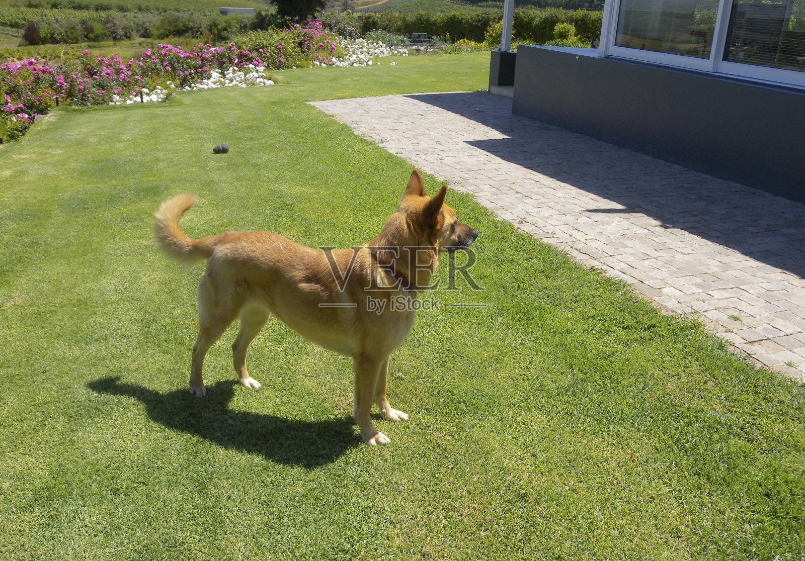大型棕色德国牧羊犬，站在绿色的草地上，向右看照片摄影图片