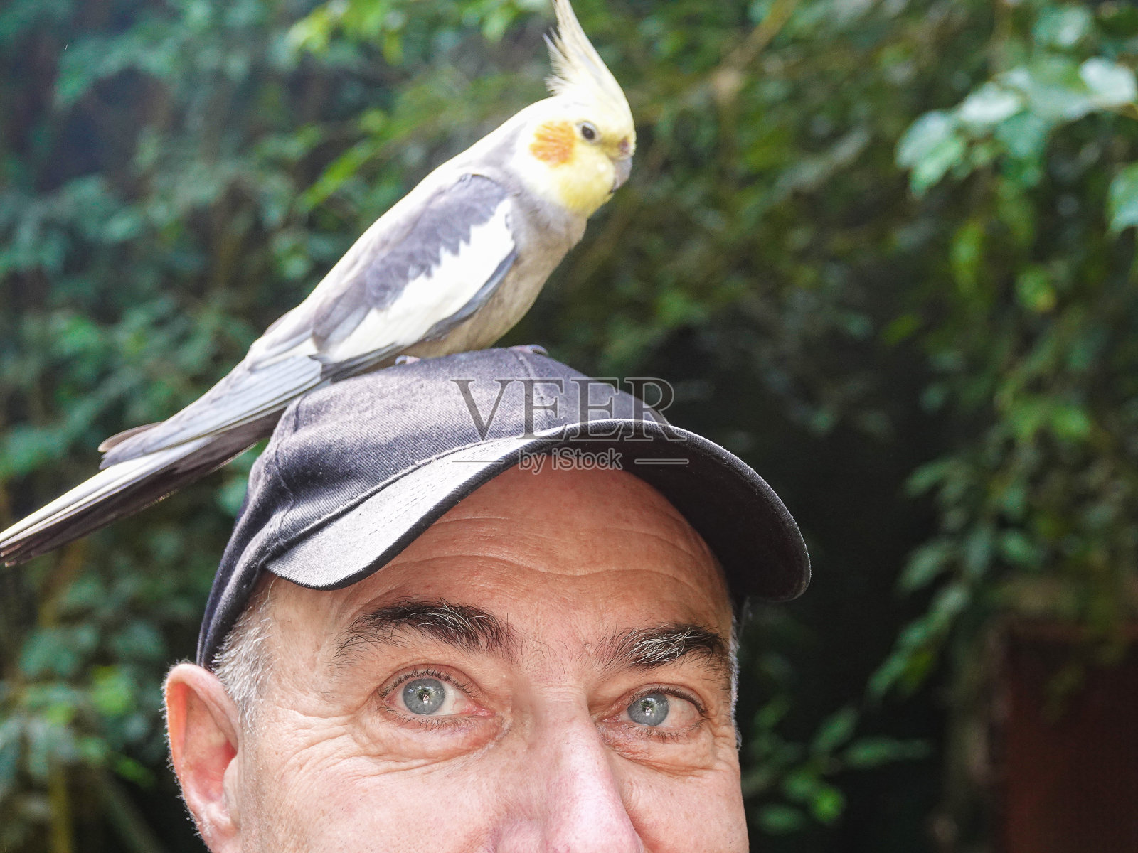 一个戴着帽子，头上戴着一只鹦鹉的男人的眼睛。照片摄影图片