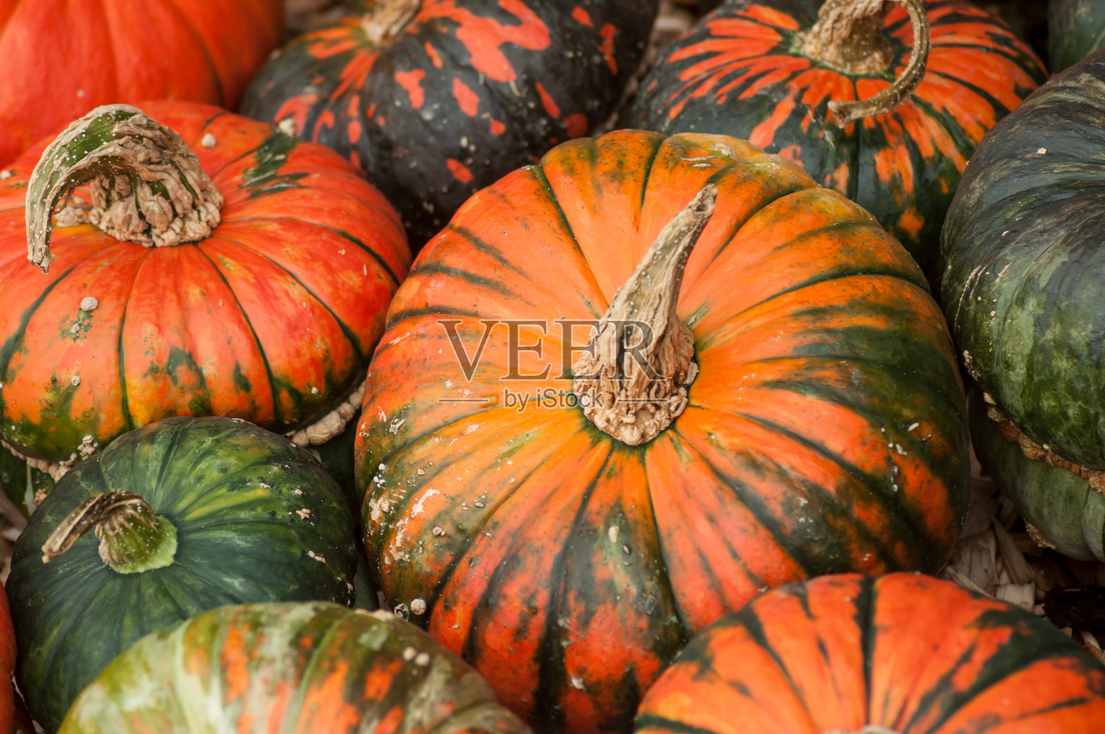 花园里有各种各样的南瓜照片摄影图片