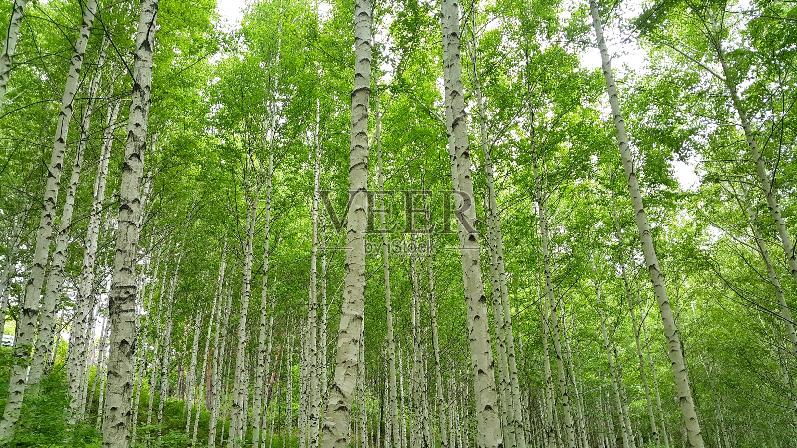 韩国低语桦树森林桦树照片摄影图片