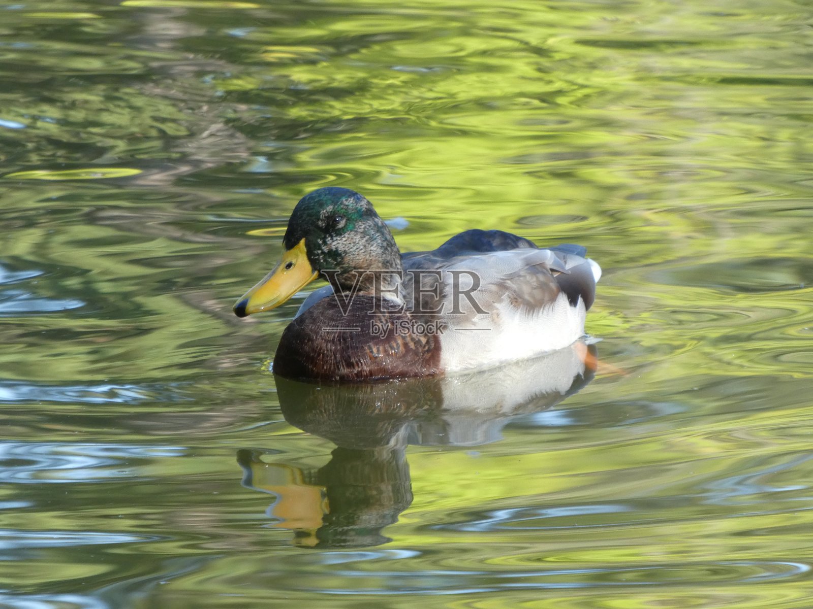 雄性绿头鸭(加拿大的绿头鸭)在水里嬉戏照片摄影图片