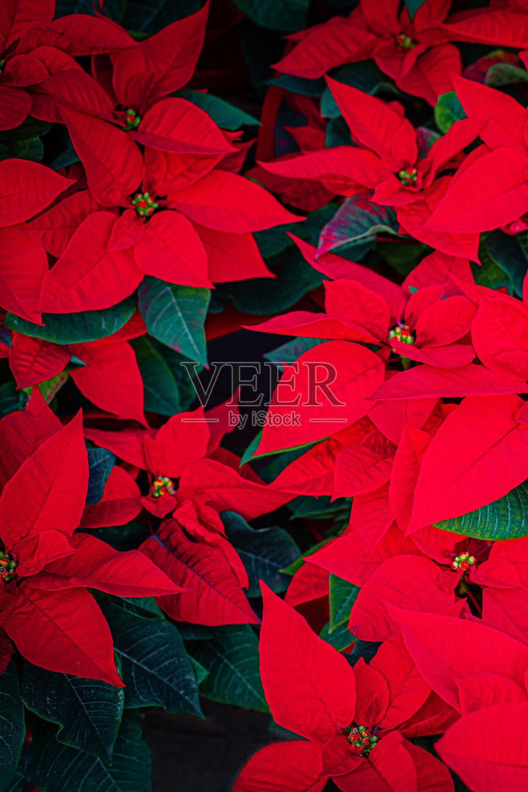 一品红花。圣诞的象征-红色的一品红作为背景照片摄影图片